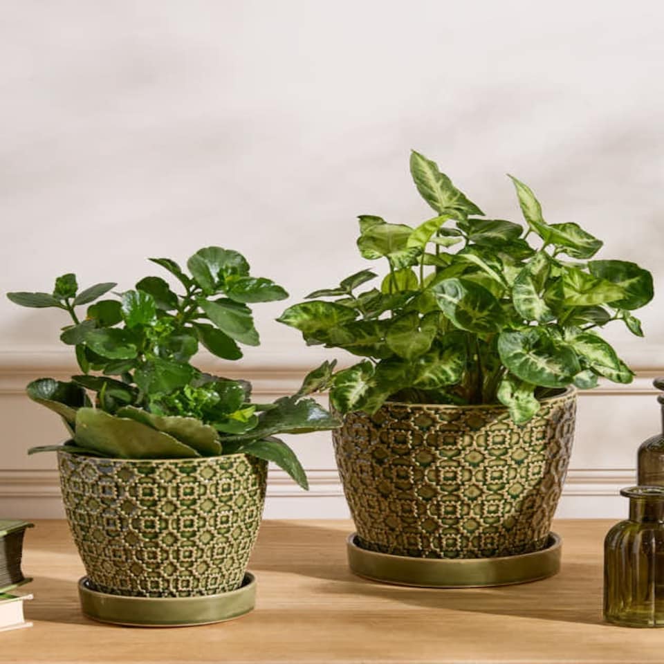 image 1 of Taza Patterned Ceramic Planters Green
