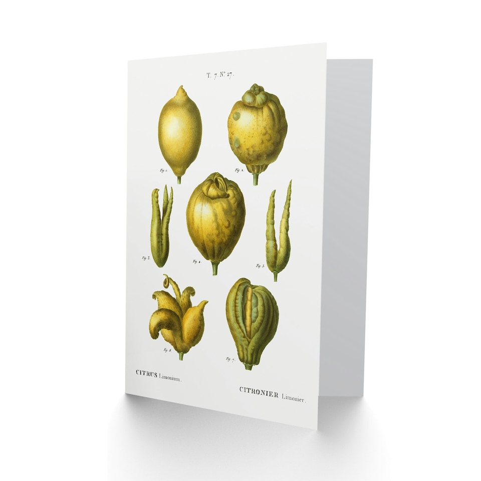 image 1 of Pierre-Joseph Redouté Art Card Lemon Citrus Fruit Vintage Illustration