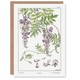 image 1 of Maurice Pillard Verneuil Art Card Wisteria Flower