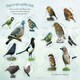 image 2 of Let's Look For Garden Birds - 18D Kids Activity & Sticker - PAPERBACK - 9781908489043