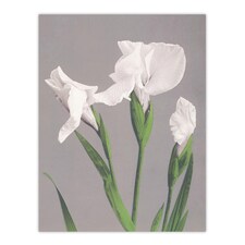 White Irises Blooming Flowers Retro Japan Wall Art Print Kazumasa 24x32"