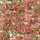 image 5 of Primrose Red Acer Artificial Hedge Garden Patio Panels 50cm x 50cm Set of 2