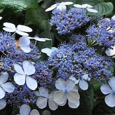 Hydrangea serrata Bluebird 3.6 Litre Potted Plant x 1
