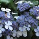 image 1 of Hydrangea serrata Bluebird 3.6 Litre Potted Plant x 1