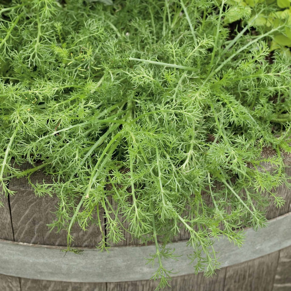 image 1 of Marshalls Garden Chamomile 'Roman' - 3 x 9cm potted plants