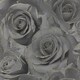 image 1 of Muriva Madison Roses Wallpaper - Black - 10m x 53cm Black