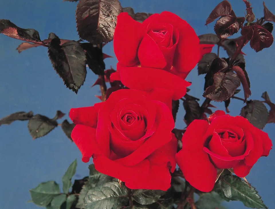 Rose Thinking of You  5.5L Pot  Deep Crimson Memorial Garden Rose
