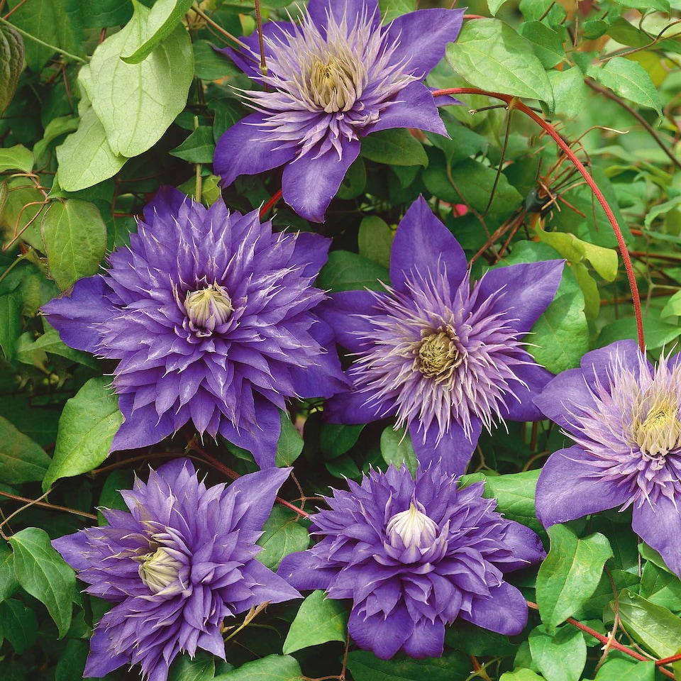image 1 of Marshalls Garden Clematis 'Multi Blue' 3L | Blue | Purple | 3L Plants
