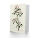image 2 of John James Audubon Art Card Cuviers Kinglet Bird and Mountain Laurel