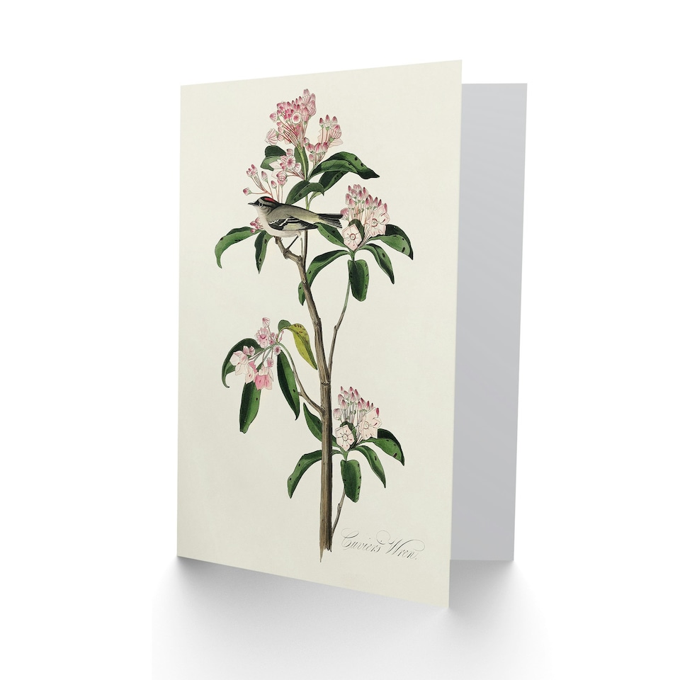 image 1 of John James Audubon Art Card Cuviers Kinglet Bird and Mountain Laurel