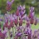 image 4 of Lavender Stoechas Papillon 1 Litre Potted Plant x 1