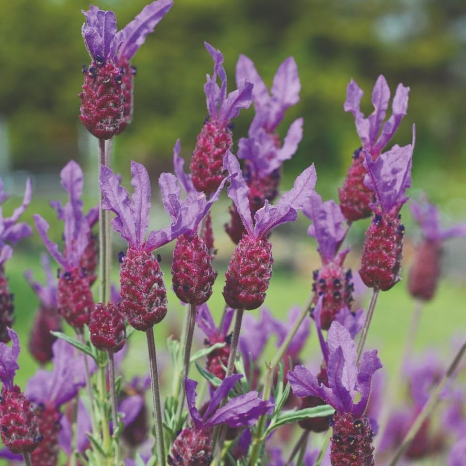image 1 of Lavender Stoechas Papillon 1 Litre Potted Plant x 1