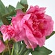 image 5 of Homescapes Pink Artificial Peonies in Decorative Black Pot, 48 cm Tall