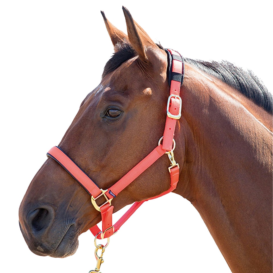 Shires Topaz Nylon Horse Headcollar - Orange - Pony