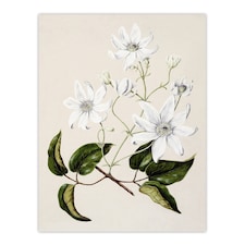 New Zealand Puawananga Clematis Flowers Featon Wall Art Poster Print 12X16"