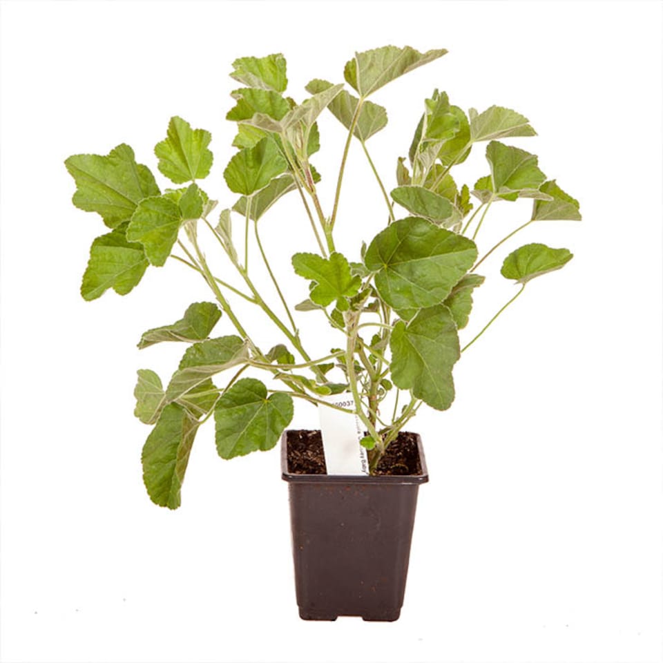 image 1 of 3 x Patio Lavatera (Mallow) 'Barnsley Baby' in 9cm pots Mid-Summer Blooming Plants for Gardens Frangrant