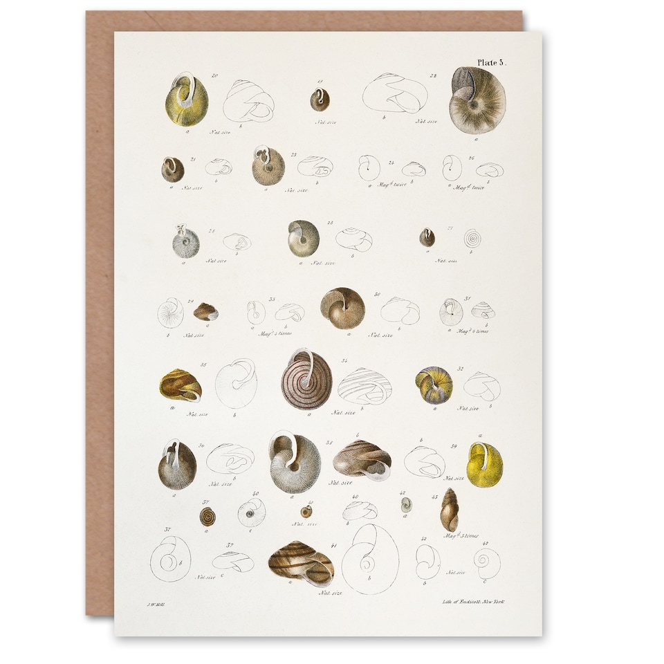 image 1 of James De Kay Seashells Study Illustration Art Greeting Card