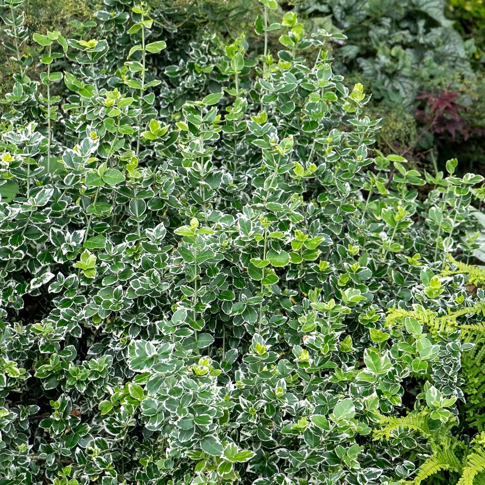 image 1 of Marshalls Garden Euonymus Fortunei 'Emerald Gaiety' 3L | Green | Green and White | 3L Plants
