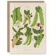 image 1 of Ernst Benary Art Card Sugar Peas Varieties Vintage Botanical