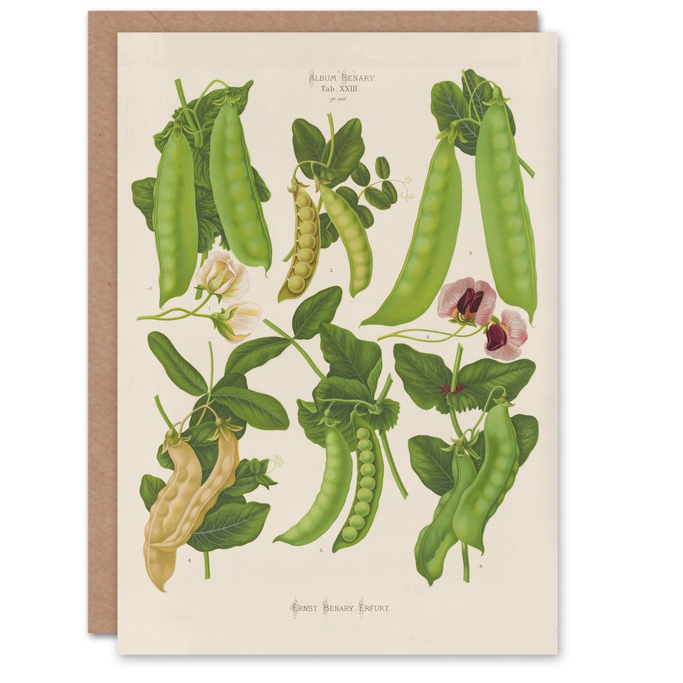 image 1 of Ernst Benary Art Card Sugar Peas Varieties Vintage Botanical