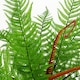 image 4 of 60cm Artificial Bushy Dixie Wood Fern Dark Green Plant