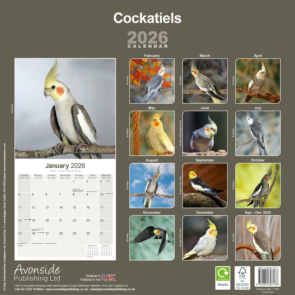 image 1 of Cockatiels 2026 Calendar | Square Wall Calendar | Bird Gift | Plastic Free Packaging | by Avonside Publishing