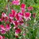image 1 of Heirloom Fragrant Climbing Sweet Pea Queen of The Isles - Red White Blooms Cottage Garden Classic Thompson & Morgan