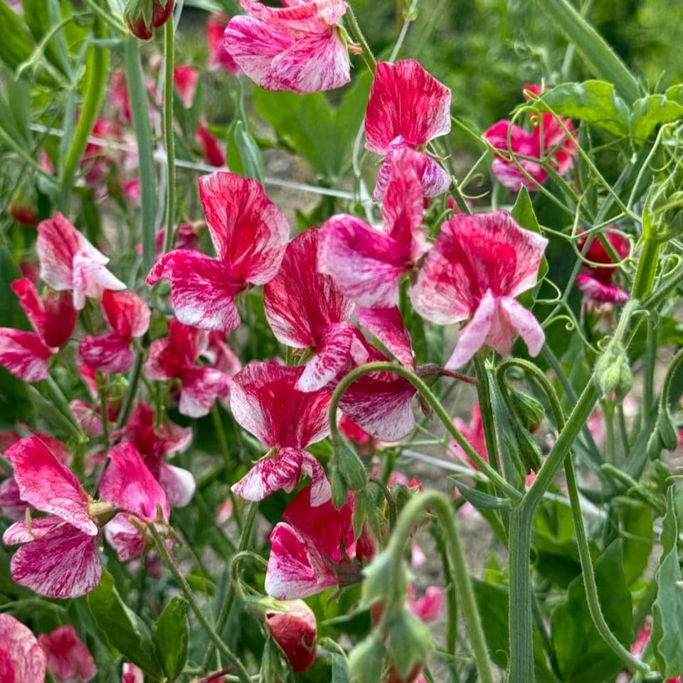 image 1 of Heirloom Fragrant Climbing Sweet Pea Queen of The Isles - Red White Blooms Cottage Garden Classic Thompson & Morgan