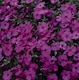 image 3 of Phlox Subulata Red Admiral (Red Wings) 1 PostiPlug Plant