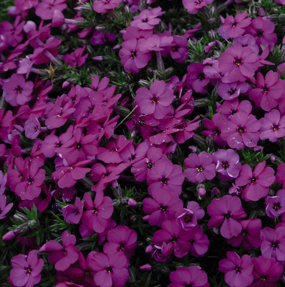 image 1 of Phlox Subulata Red Admiral (Red Wings) 1 PostiPlug Plant