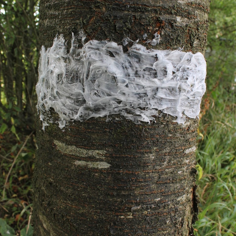 image 1 of Gardening Naturally Fruit Tree Grease for Winter Moth and Crawling Insects
