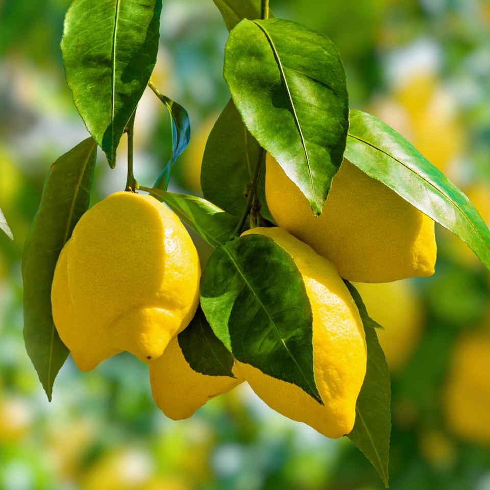 image 1 of YouGarden Citrus Fruit Collection, with Orange, Lemon and Lime Trees, Established Plants in 9cm Pots, Supplied 20-30cm Tall