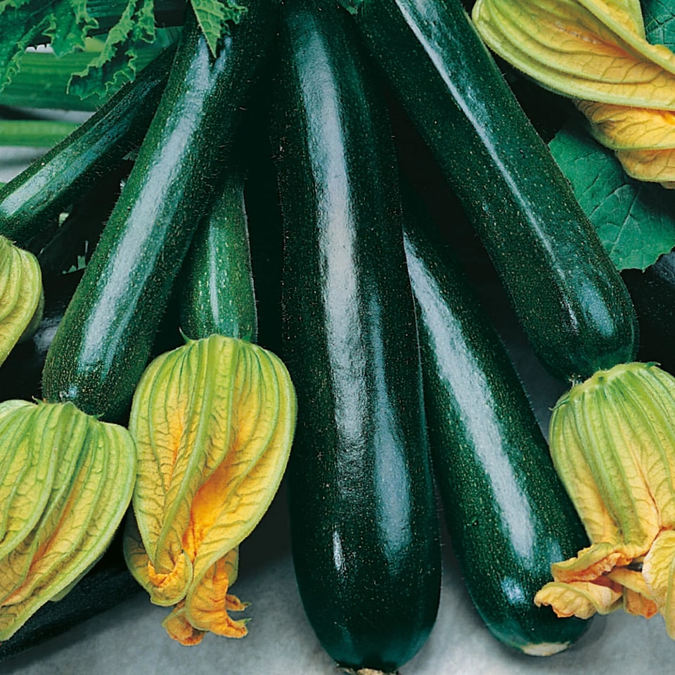 image 1 of Courgette Black Beauty (Organic) | Multi | Green