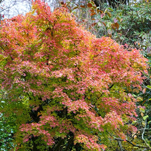 Japanese Maple Acer palmatum 'Orange Dream' in a 3L Pot - Outdoor Garden Ready Trees for Oriental Style Gardens