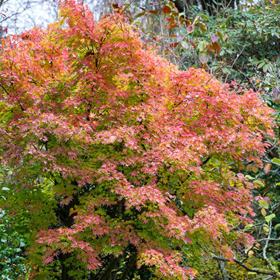 image 1 of Japanese Maple Acer palmatum 'Orange Dream' in a 3L Pot - Outdoor Garden Ready Trees for Oriental Style Gardens