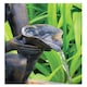 image 5 of Primrose Fairy on Clam Shell Solar Powered Water Feature Fountain 78cm