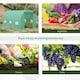 image 6 of Outsunny Polytunnel Walk In Green House w/ PE Cover, 4.5 x 2 x 2m
