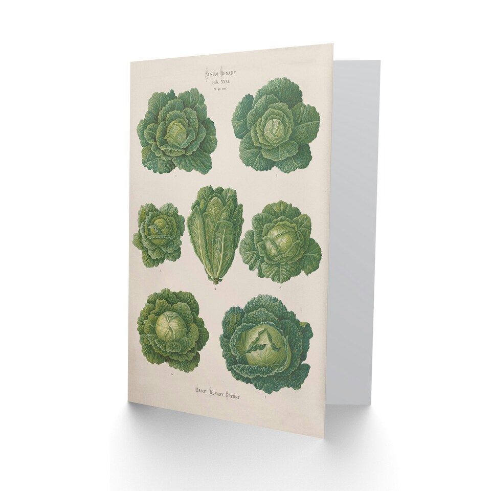 image 1 of Ernst Benary Art Card Savoy Cabbages Vintage Botanical