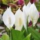image 3 of Carbeth Plants Spathiphyllum Peace Lily Plant in 9cm Pot - Easy Care Houseplant - Ideal for Home or Office | White | 1