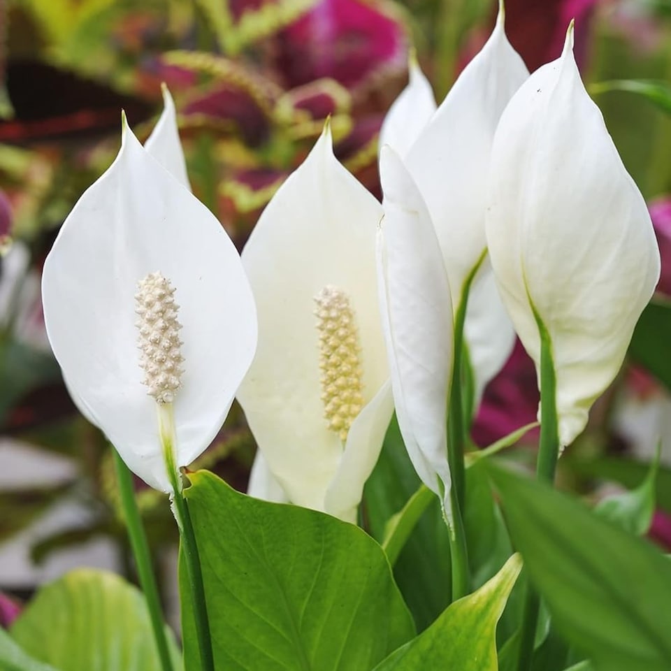 image 1 of Carbeth Plants Spathiphyllum Peace Lily Plant in 9cm Pot - Easy Care Houseplant - Ideal for Home or Office | White | 1