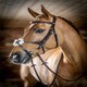 image 2 of LeMieux Grackle Bridle Black | Cob