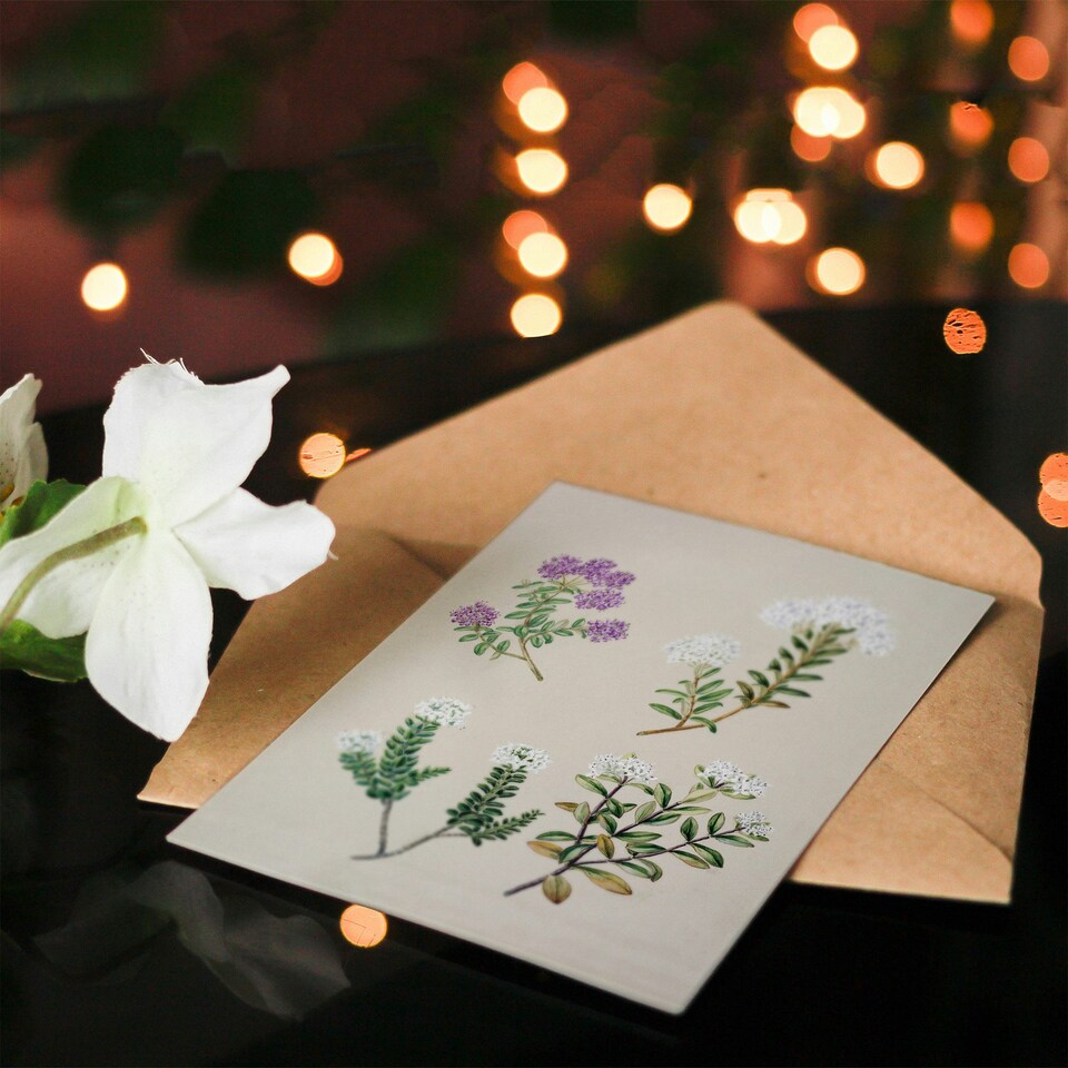 image 1 of Sarah Featon Art Card New Zealand Four Veronica Flowering Plants