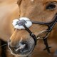 image 3 of LeMieux Grackle Bridle Black | Cob