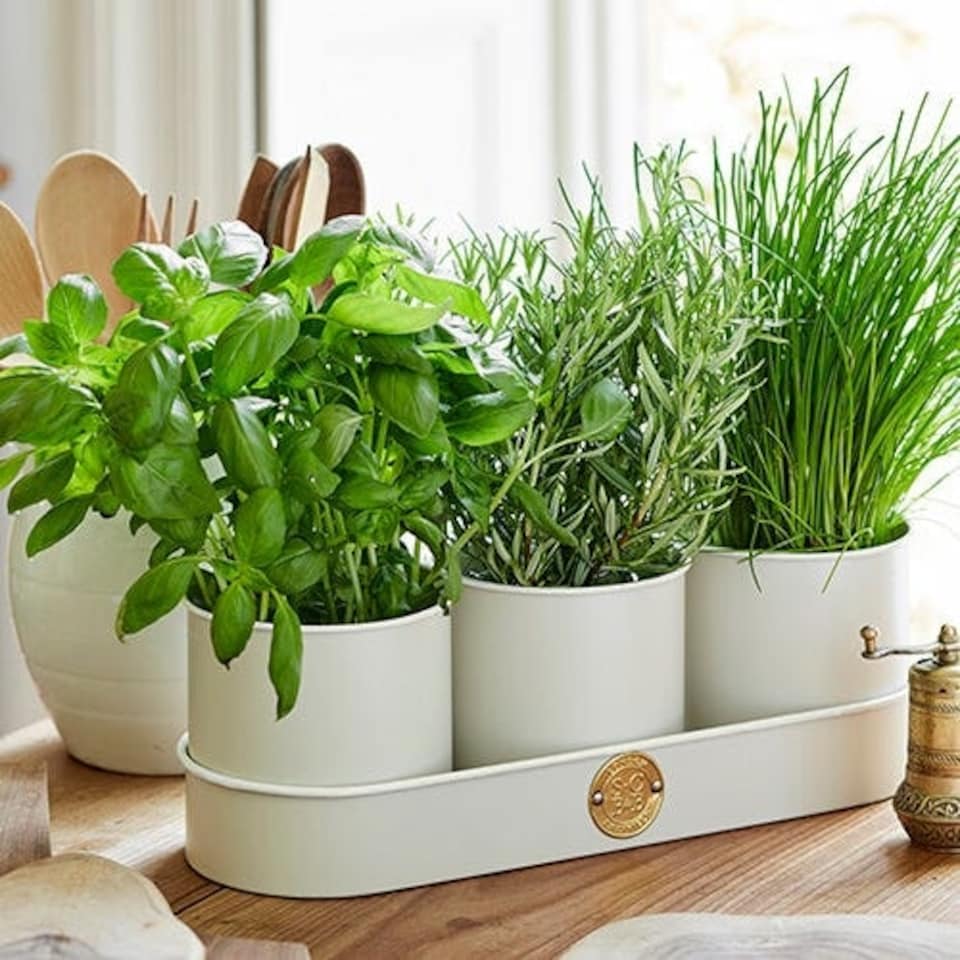 image 1 of Burgon & Ball Sophie Conran Herb Pots Buttermilk