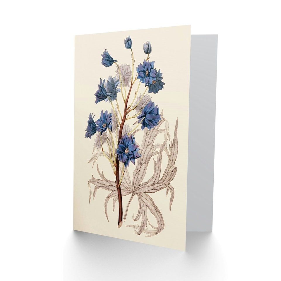 image 1 of Flora Conspicua Clark Delphinium Elegans Art Card