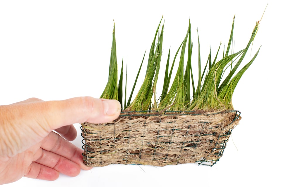 image 1 of Dwarf Hairgrass (Eleocharis parvulus) - Live Aquarium Plant for Foreground & Carpeting, No CO2 Needed - Fish Tank Plant