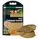 image 3 of Dennerle Catappa Leaves Pack of 12 for Aquariums