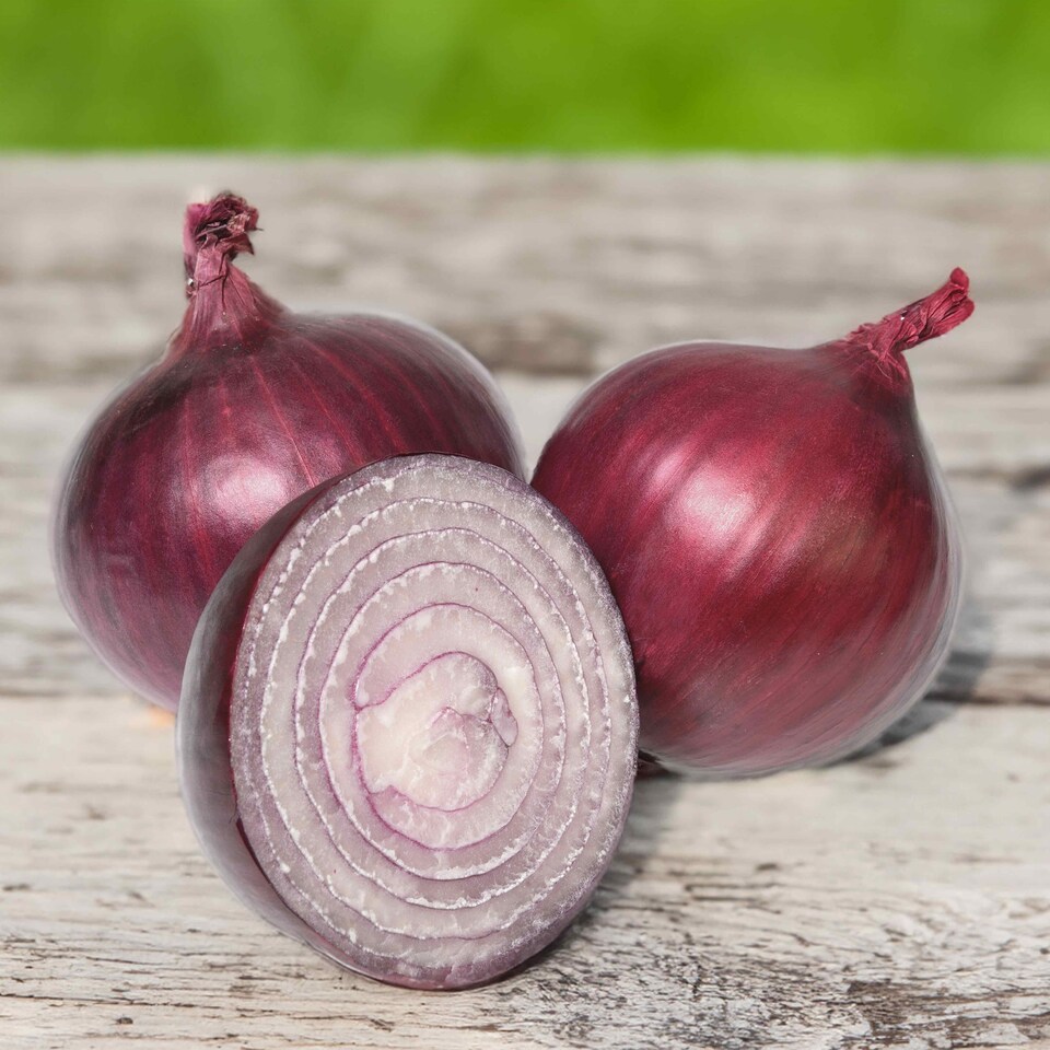 image 1 of Pre-Rooted Onions Autumn Red and White Mix - 12 Sets