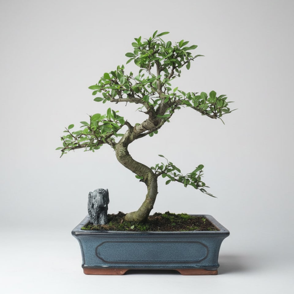 image 1 of Yorkshire Bonsai Chinese Elm (Ulmus Parvifolia) Bonsai Tree Shaped In 30cm Pot