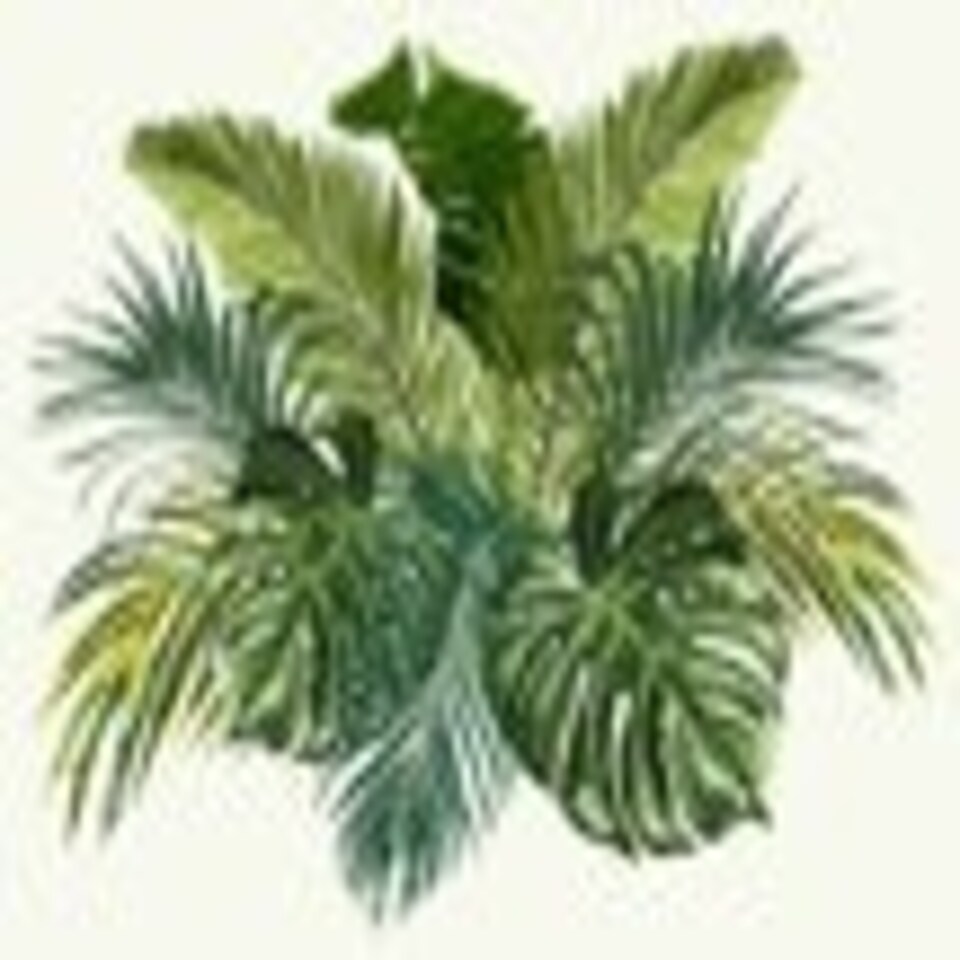 image 1 of Jungle (Canvas Print) 50cm x 35cm
